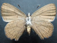 Adult Female Under of Fiery Copper - Paralucia pyrodiscus